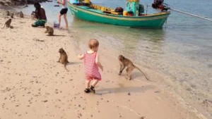 baby running after monkeys on the beach of hua hin