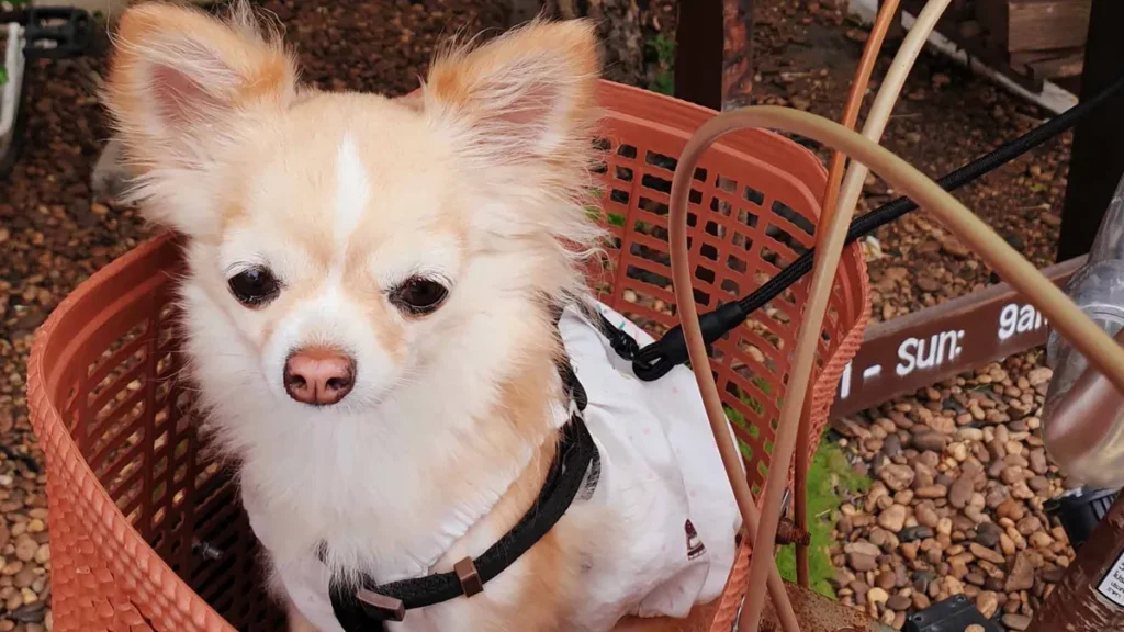 pet friendly hua hin