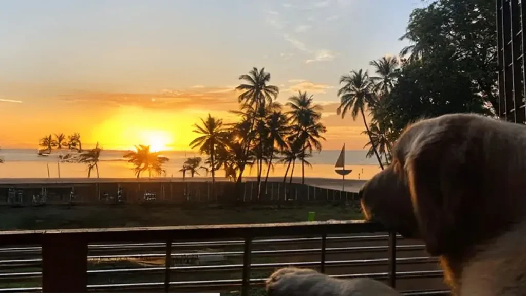 pets looking at sunset from balcony in hua hin