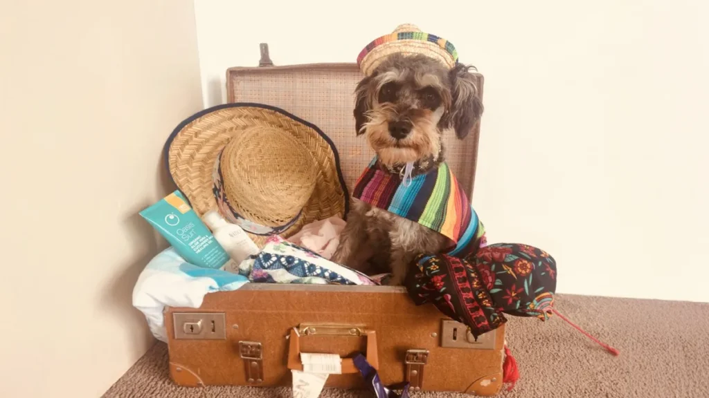 prepared kit to bring your pet for holiday in hua hin